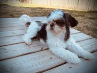 AKC Sophie, a female Shih Tzu for sale in Perry, GA – 2 of 2
