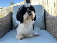 AKC Ava, a female Shih Tzu for sale in Perry, GA – 1 of 2