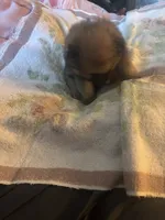 Teacup. Jessie, a female Pomeranian for sale in Hammond, LA – 4 of 6