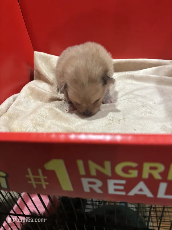 Bengi – Shih Tzu, Poodle - Toy  puppy for sale in Hammond, LA