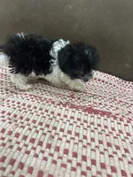 Tiny Teacup Natasha, a female Maltipoo and Poodle - Toy  for sale in Hammond, LA – 2 of 3