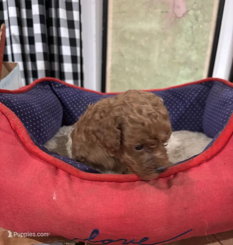 Rosie. GD – Poodle - Toy , Miniature Goldendoodle puppy for sale in Hammond, LA