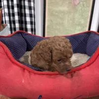 Rosie. GD, a female Poodle - Toy  and Miniature Goldendoodle for sale in Hammond, LA – Photo 3 of 6