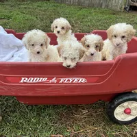 Rosie. GD, a female Poodle - Toy  and Miniature Goldendoodle for sale in Hammond, LA – Photo 2 of 6
