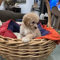 Minnie, a female Miniature Goldendoodle for sale in Hammond, LA – Photo 2 of 5