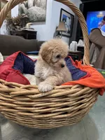 Minnie, a female Miniature Goldendoodle for sale in Hammond, LA – Photo 2 of 5