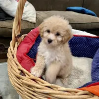 Minnie, a female Miniature Goldendoodle for sale in Hammond, LA – Photo 1 of 5