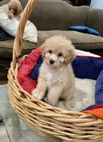 Minnie, a female Miniature Goldendoodle for sale in Hammond, LA – Photo 1 of 5