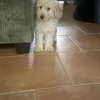 Minnie, a female Miniature Goldendoodle for sale in Hammond, LA – Photo 3 of 5