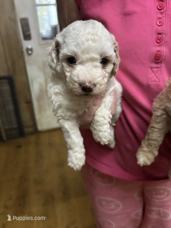 Minnie – Miniature Goldendoodle puppy for sale in Hammond, LA