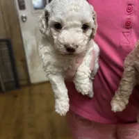 Minnie, a female Miniature Goldendoodle for sale in Hammond, LA – Photo 4 of 5