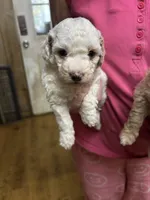 Minnie, a female Miniature Goldendoodle for sale in Hammond, LA – Photo 4 of 5