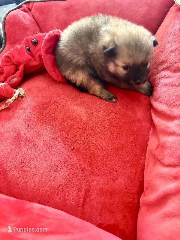 Hershey.    Tiny  teacup – Pomeranian puppy for sale in Hammond, LA