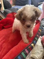 Tiny Teacup. Miss. Pixie, a female Maltipoo and Poodle - Toy  for sale in Hammond, LA – 2 of 2