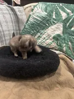 Pippa, a female Chihuahua for sale in Hammond, LA – Photo 3 of 3