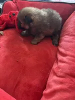 Hershey.    Tiny  teacup, a male Pomeranian for sale in Hammond, LA – 3 of 4
