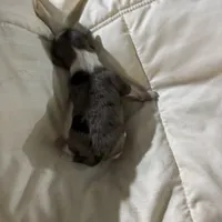 Teacup Merlin, a male Chihuahua for sale in Hammond, LA – Photo 3 of 4