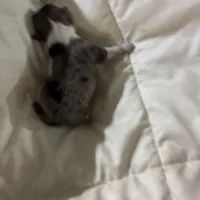 Teacup Merlin, a male Chihuahua for sale in Hammond, LA – Photo 2 of 4