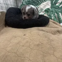 Teacup Merlin, a male Chihuahua for sale in Hammond, LA – Photo 4 of 4