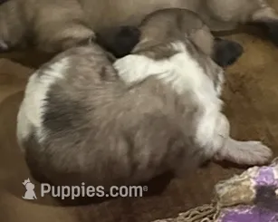 Sammy – Shih Tzu, Poodle - Toy  puppy for sale in Hammond, LA