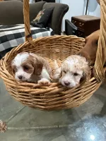 processed/fb5fa037-1632-45bc-9025-3017dac59154/listing/17acaa5e-1801-4e0f-b676-64b50ba22deb/ecc7e568-1eb6-4a35-981d-237f0a9eb57d