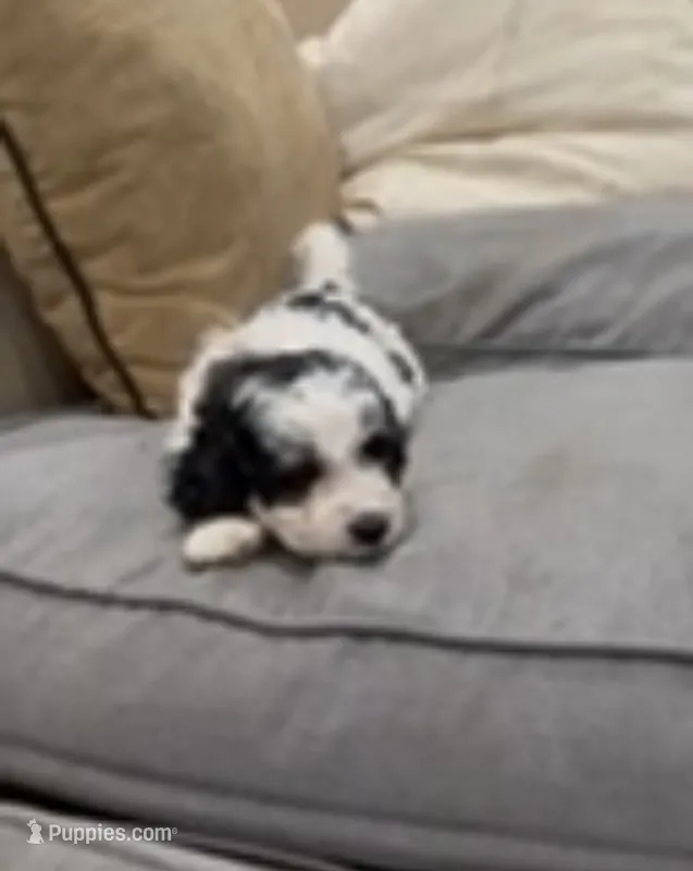 TeacupCami – Cavalier King Charles Spaniel puppy for sale in Hammond, LA