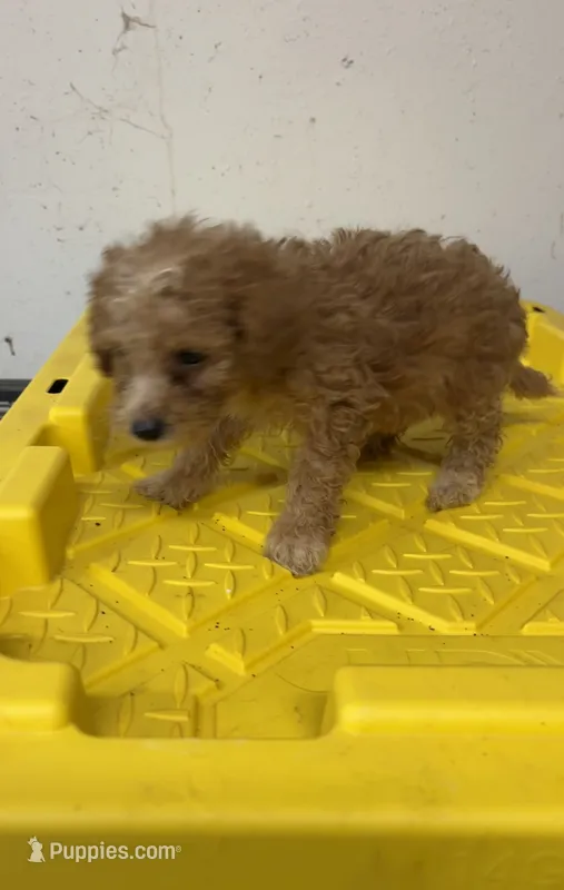 Boss. Goldendoodle – Miniature Goldendoodle puppy for sale in Hammond, LA
