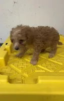 Boss. Goldendoodle, a male Miniature Goldendoodle for sale in Hammond, LA – 1 of 1