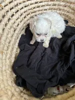 Kaylee, a female Maltipoo for sale in Hammond, LA – Photo 3 of 3