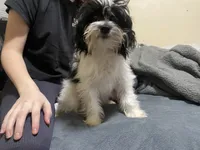 Kaylee, a female Maltipoo for sale in Hammond, LA – Photo 1 of 3