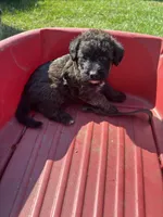 Boss.  Yorkiedoodle, a male Yorkshire Terrier and Poodle - Toy  for sale in Hammond, LA – 1 of 1