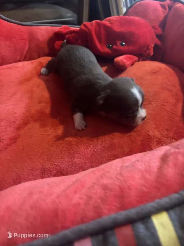 Taco  ChiChi – Chihuahua puppy for sale in Hammond, LA