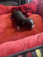 Taco  ChiChi, a male Chihuahua for sale in Hammond, LA – 1 of 3