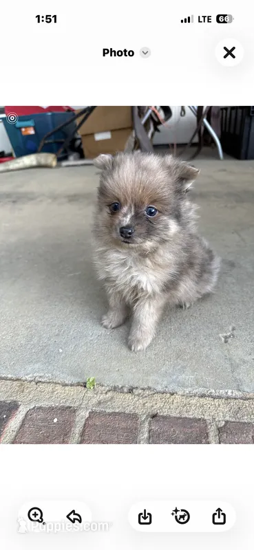 Hershey.    Tiny  teacup – Pomeranian puppy for sale in Hammond, LA