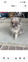 Hershey.    Tiny  teacup, a male Pomeranian for sale in Hammond, LA – 1 of 2