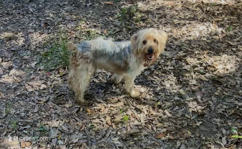 M J. Yorkie boy – Yorkshire Terrier puppy for sale in Hammond, LA