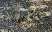 M J. Yorkie boy, a male Yorkshire Terrier for sale in Hammond, LA – 1 of 2