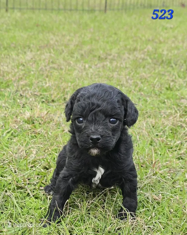 Titan – Miniature Goldendoodle puppy for sale in Hammond, LA