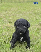 Titan, a male Poodle - Miniature  and Miniature Goldendoodle for sale in Hammond, LA – 2 of 3