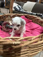 Charlie, a male Cavalier King Charles Spaniel and Poodle - Toy  for sale in Hammond, LA – Photo 2 of 6