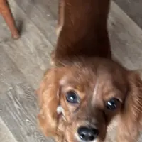 Charlie, a male Cavalier King Charles Spaniel for sale in Hammond, LA – Photo 1 of 4