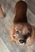 Charlie, a male Cavalier King Charles Spaniel for sale in Hammond, LA – Photo 1 of 4