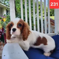 Charlie, a male Cavalier King Charles Spaniel for sale in Hammond, LA – Photo 4 of 4