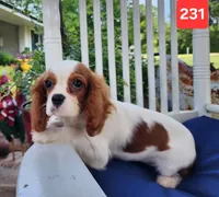 Charlie, a male Cavalier King Charles Spaniel for sale in Hammond, LA – Photo 4 of 4