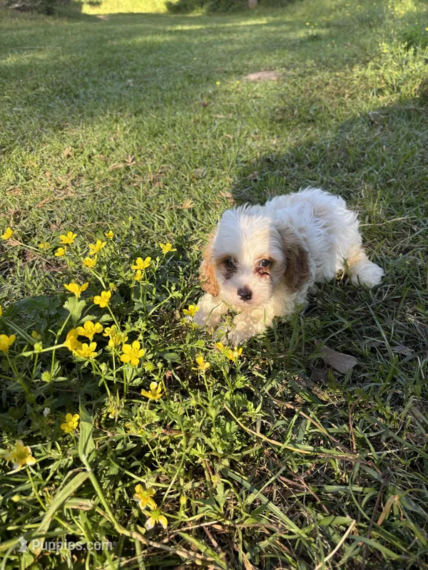 Charlie – Cavalier King Charles Spaniel, Poodle - Toy  puppy for sale in Hammond, LA