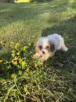 Charlie, a male Cavalier King Charles Spaniel and Poodle - Toy  for sale in Hammond, LA – 1 of 7