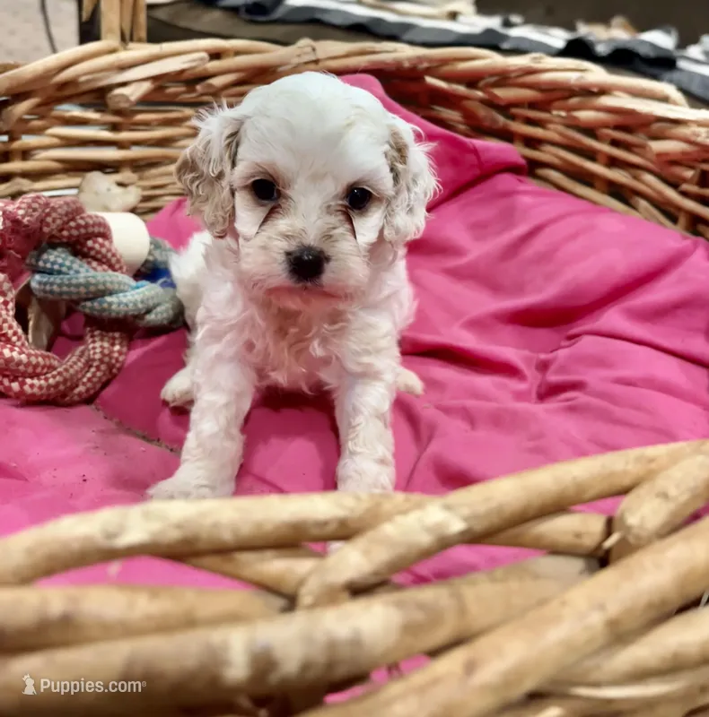 Charlie – Cavalier King Charles Spaniel, Poodle - Toy  puppy for sale in Hammond, LA