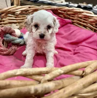 Charlie, a male Cavalier King Charles Spaniel and Poodle - Toy  for sale in Hammond, LA – Photo 1 of 6