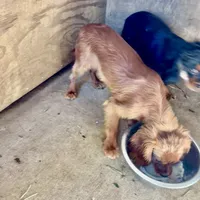 Charlie, a male Cavalier King Charles Spaniel for sale in Hammond, LA – Photo 3 of 4