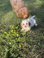 Charlie, a male Cavalier King Charles Spaniel and Poodle - Toy  for sale in Hammond, LA – 4 of 7